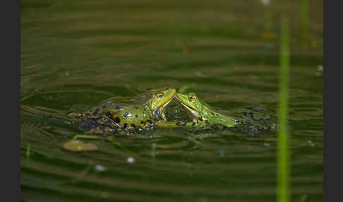 Teichfrosch (Pelophylax kl. esculentus)