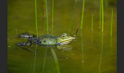 Teichfrosch (Pelophylax kl. esculentus)