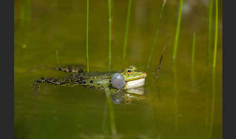 Teichfrosch (Pelophylax kl. esculentus)