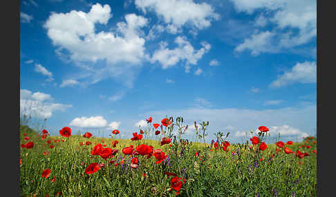 Klatsch-Mohn (Papaver rhoeas)