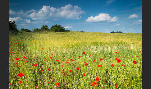 Klatsch-Mohn (Papaver rhoeas)