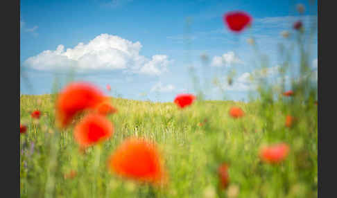 Klatsch-Mohn (Papaver rhoeas)