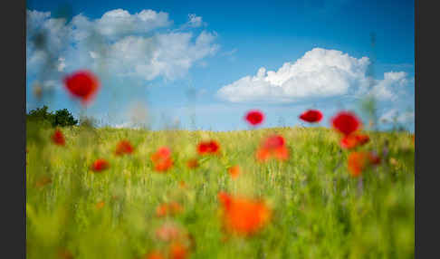 Klatsch-Mohn (Papaver rhoeas)