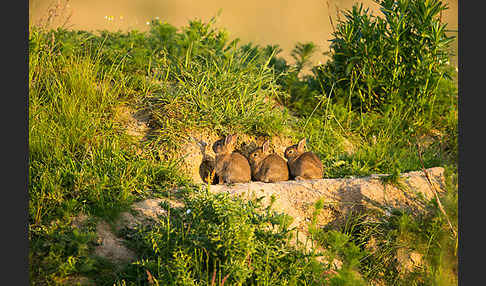 Wildkaninchen (Oryctolagus cuniculus)