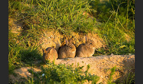 Wildkaninchen (Oryctolagus cuniculus)