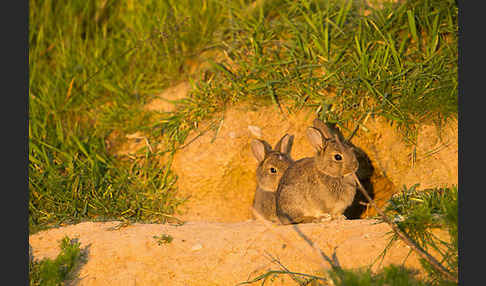 Wildkaninchen (Oryctolagus cuniculus)