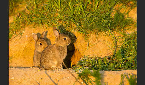 Wildkaninchen (Oryctolagus cuniculus)