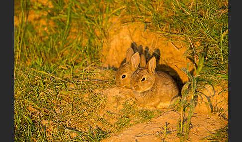 Wildkaninchen (Oryctolagus cuniculus)