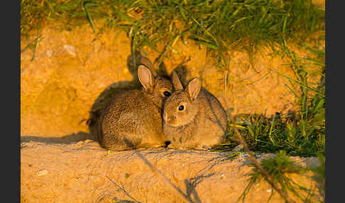 Wildkaninchen (Oryctolagus cuniculus)