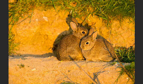 Wildkaninchen (Oryctolagus cuniculus)