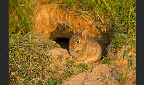 Wildkaninchen (Oryctolagus cuniculus)