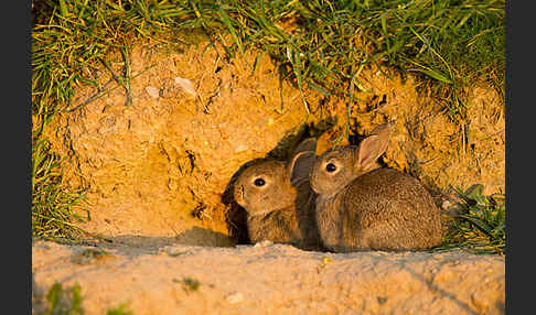 Wildkaninchen (Oryctolagus cuniculus)