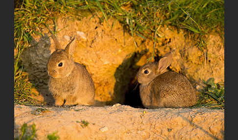 Wildkaninchen (Oryctolagus cuniculus)