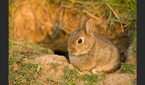 Wildkaninchen (Oryctolagus cuniculus)