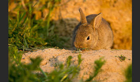 Wildkaninchen (Oryctolagus cuniculus)