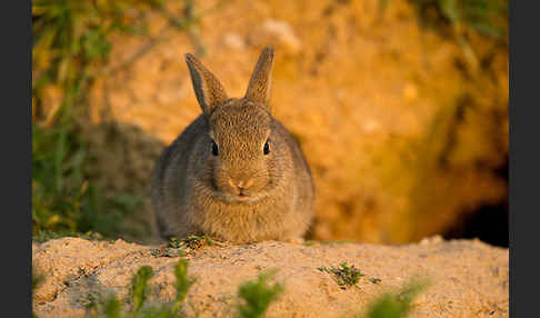 Wildkaninchen (Oryctolagus cuniculus)