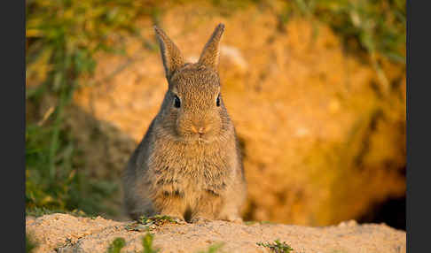 Wildkaninchen (Oryctolagus cuniculus)