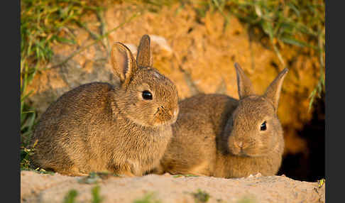 Wildkaninchen (Oryctolagus cuniculus)