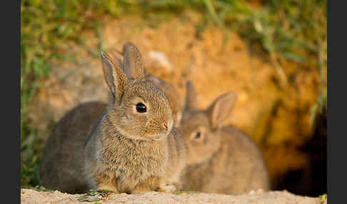 Wildkaninchen (Oryctolagus cuniculus)