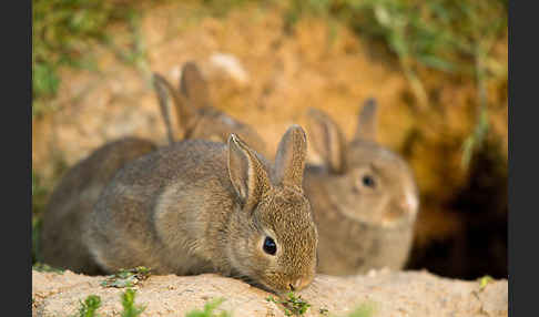 Wildkaninchen (Oryctolagus cuniculus)