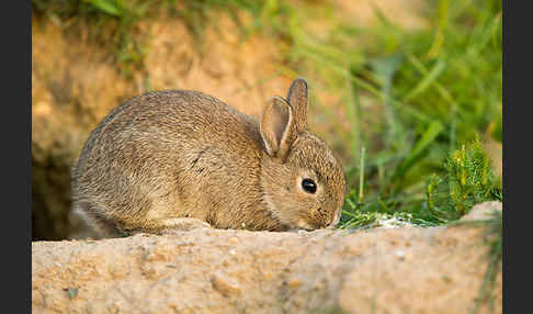 Wildkaninchen (Oryctolagus cuniculus)