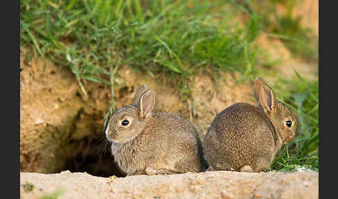 Wildkaninchen (Oryctolagus cuniculus)