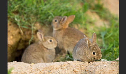 Wildkaninchen (Oryctolagus cuniculus)