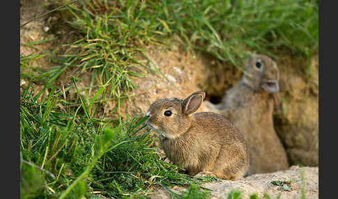 Wildkaninchen (Oryctolagus cuniculus)