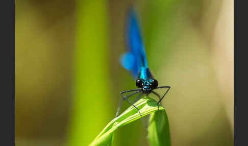 Blauflügel - Prachtlibelle (Calopteryx virgo)