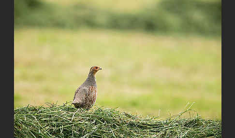 Rebhuhn (Perdix perdix)