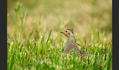 Rebhuhn (Perdix perdix)