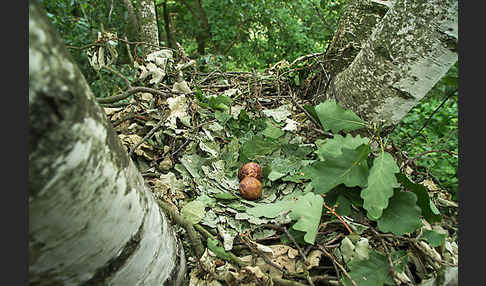 Wespenbussard (Pernis apivorus)