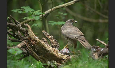 Habicht (Accipiter gentilis)