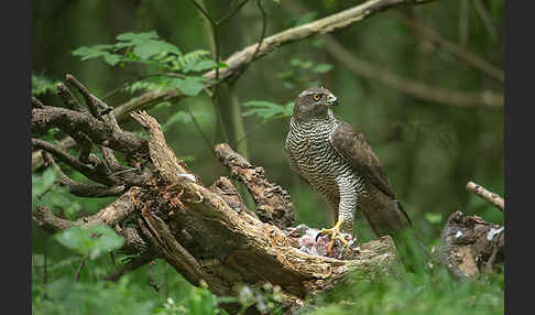 Habicht (Accipiter gentilis)