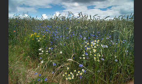 Kornblume (Centaurea cyanus)