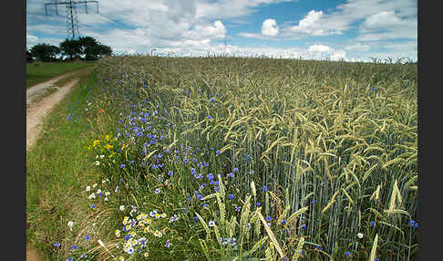 Kornblume (Centaurea cyanus)