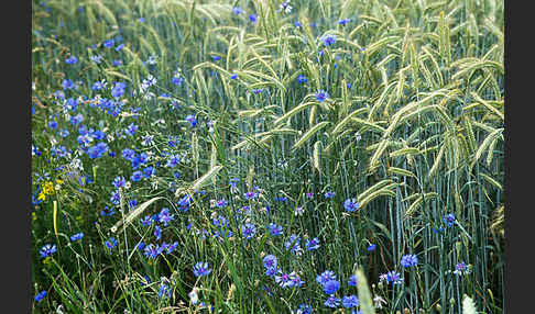 Kornblume (Centaurea cyanus)