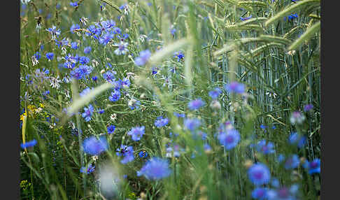 Kornblume (Centaurea cyanus)