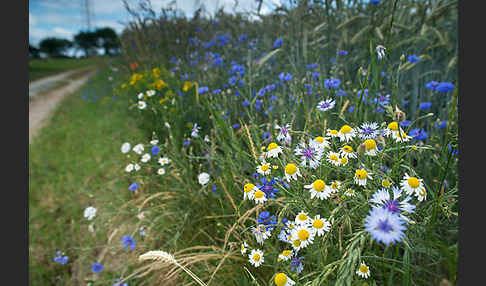 Kornblume (Centaurea cyanus)