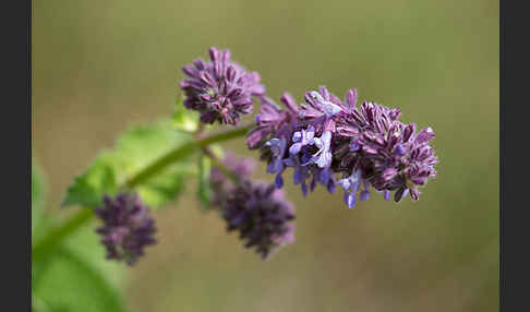 Quirl-Salbei (Salvia verticillata)