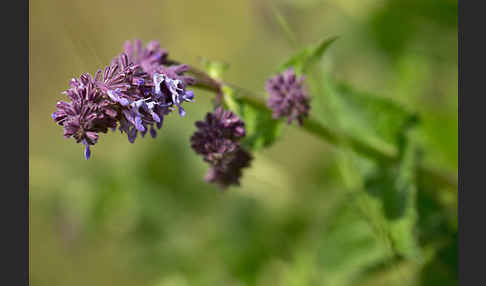 Quirl-Salbei (Salvia verticillata)