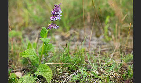 Quirl-Salbei (Salvia verticillata)