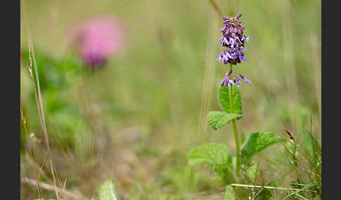 Quirl-Salbei (Salvia verticillata)