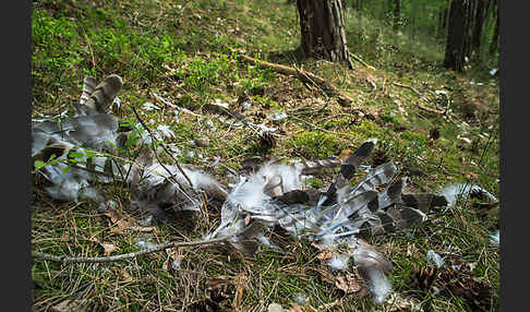 Habicht (Accipiter gentilis)