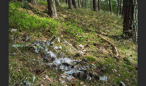 Habicht (Accipiter gentilis)