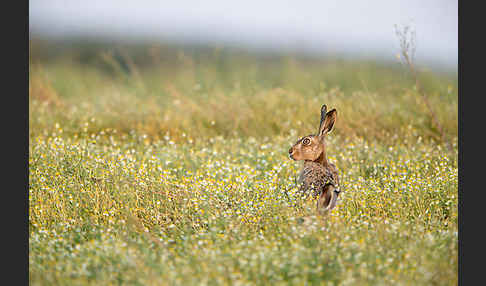 Feldhase (Lepus europaeus)