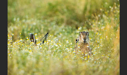 Feldhase (Lepus europaeus)