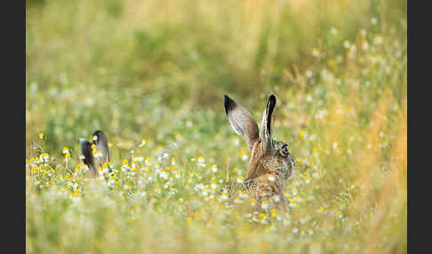 Feldhase (Lepus europaeus)