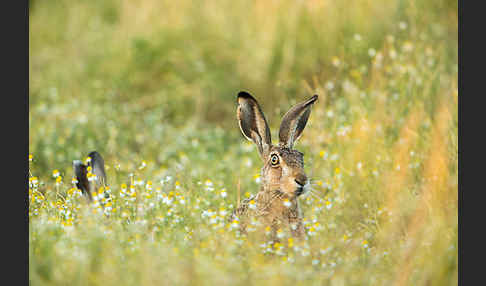 Feldhase (Lepus europaeus)