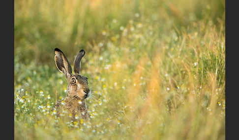 Feldhase (Lepus europaeus)